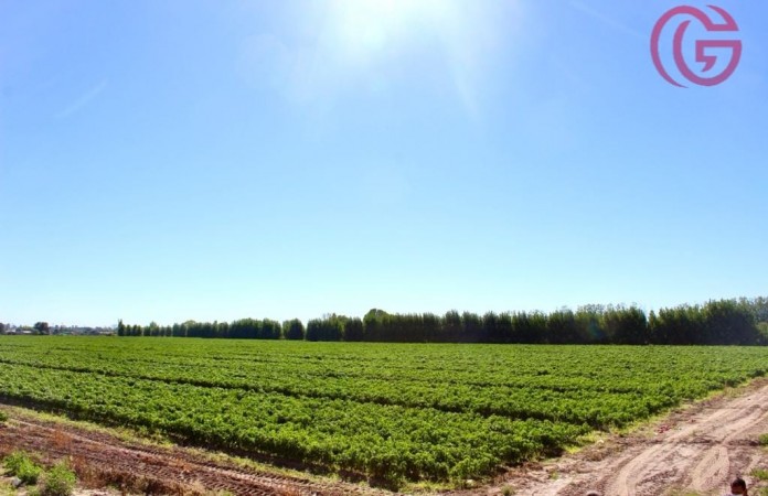GREENWOOD VENDE FINCA DE 15HA. EN UGARTECHE, UBICACION PRIVILEGIADA