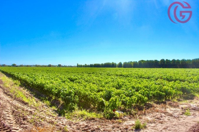 GREENWOOD VENDE FINCA DE 15HA. EN UGARTECHE, UBICACION PRIVILEGIADA