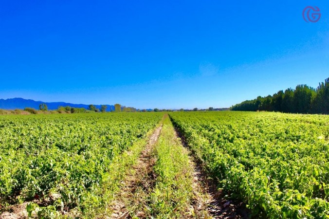 GREENWOOD VENDE FINCA DE 15HA. EN UGARTECHE, UBICACION PRIVILEGIADA