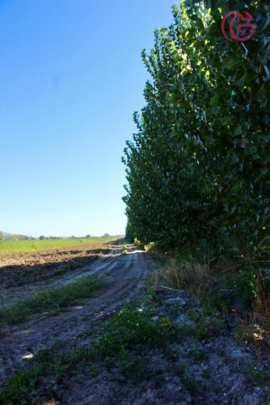 GREENWOOD VENDE FINCA DE 15HA. EN UGARTECHE, UBICACION PRIVILEGIADA