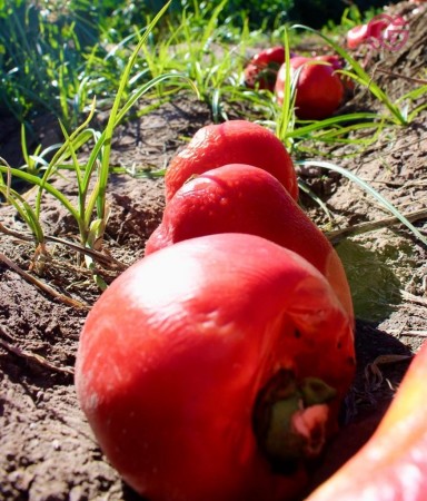 GREENWOOD VENDE FINCA DE 15HA. EN UGARTECHE, UBICACION PRIVILEGIADA
