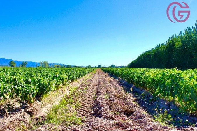 GREENWOOD VENDE FINCA DE 15HA. EN UGARTECHE, UBICACION PRIVILEGIADA