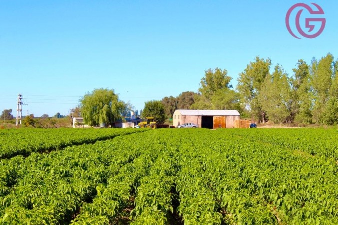 GREENWOOD VENDE FINCA DE 15HA. EN UGARTECHE, UBICACION PRIVILEGIADA