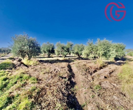 GREENWOOD VENDE FINCA CON POTENCIAL
