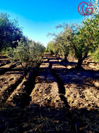 GREENWOOD VENDE FINCA CON POTENCIAL