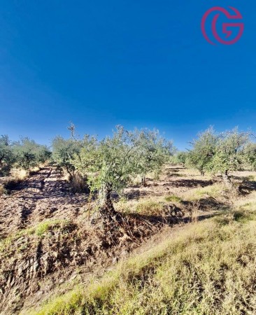 GREENWOOD VENDE FINCA CON POTENCIAL