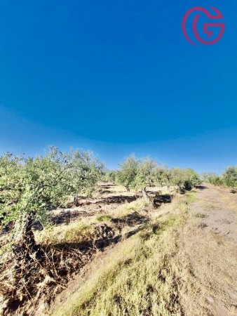 GREENWOOD VENDE FINCA CON POTENCIAL