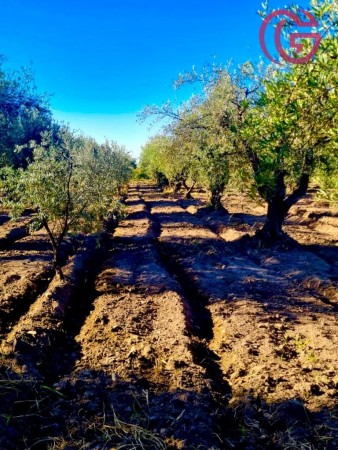 GREENWOOD VENDE FINCA CON POTENCIAL