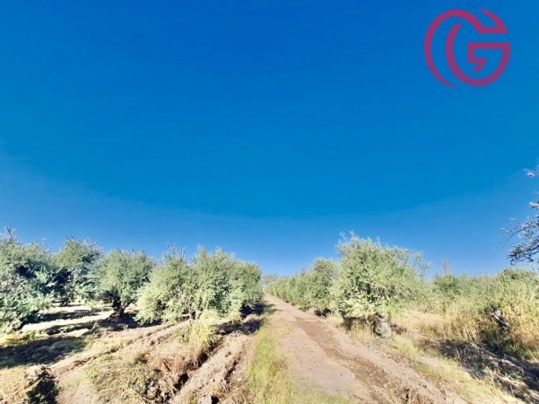 GREENWOOD VENDE FINCA CON POTENCIAL