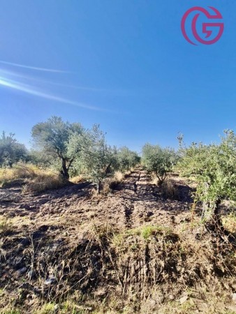 GREENWOOD VENDE FINCA CON POTENCIAL