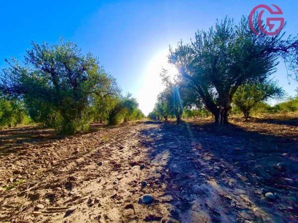 GREENWOOD VENDE FINCA CON POTENCIAL