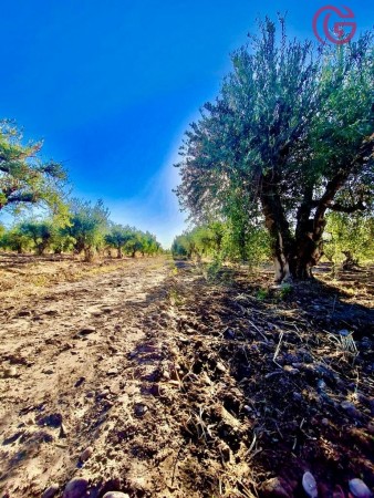 GREENWOOD VENDE FINCA CON POTENCIAL
