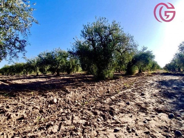 GREENWOOD VENDE FINCA CON POTENCIAL