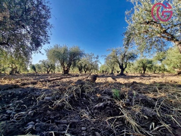 GREENWOOD VENDE FINCA CON POTENCIAL