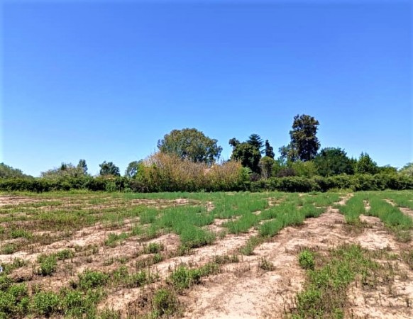 GREENWOOD VENDE LOTE DE GENEROSAS DIMENSIONES EN INMEJORABLE UBICACION, ZONA CAMINOS DEL VINO