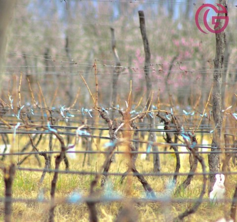 GREENWOOD VENDE INIGUALABLE FINCA EN VISTA FLORES TUNUYAN, EXCELENTE RENTABILIDAD, IDEAL EMPRENDIMIENTOS BOUTIQUE