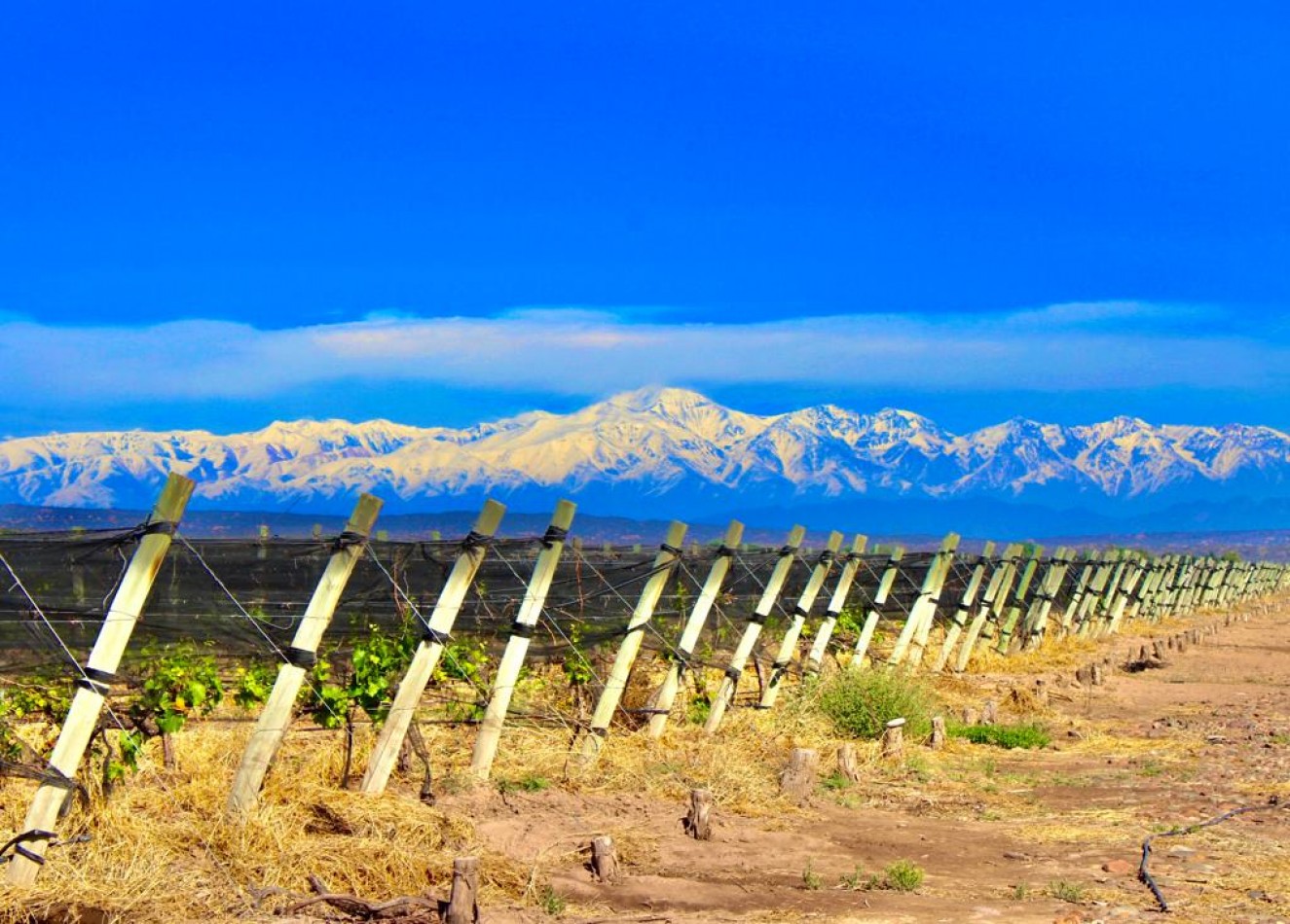 GREENWOOD VENDE INIGUALABLE VINEDO EN LUJAN DE CUYO - BARRANCAS, CON UNA VISTA UNICA A LA CORDILLERA Y UNA PRODUCCION DE PRIMERA CALIDAD