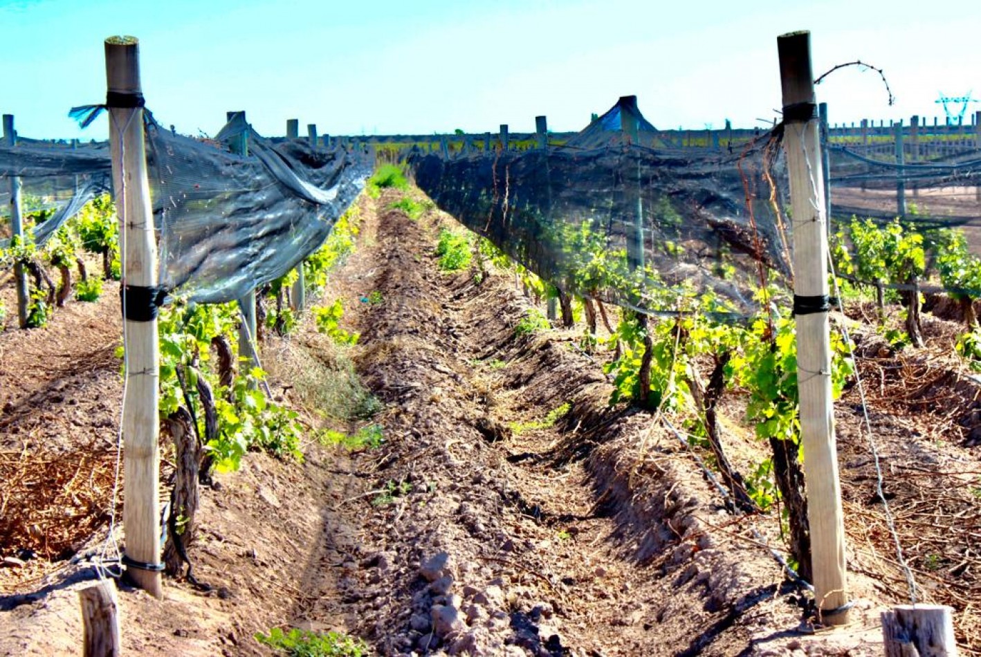 GREENWOOD VENDE INIGUALABLE VINEDO EN LUJAN DE CUYO - BARRANCAS, CON UNA VISTA UNICA A LA CORDILLERA Y UNA PRODUCCION DE PRIMERA CALIDAD