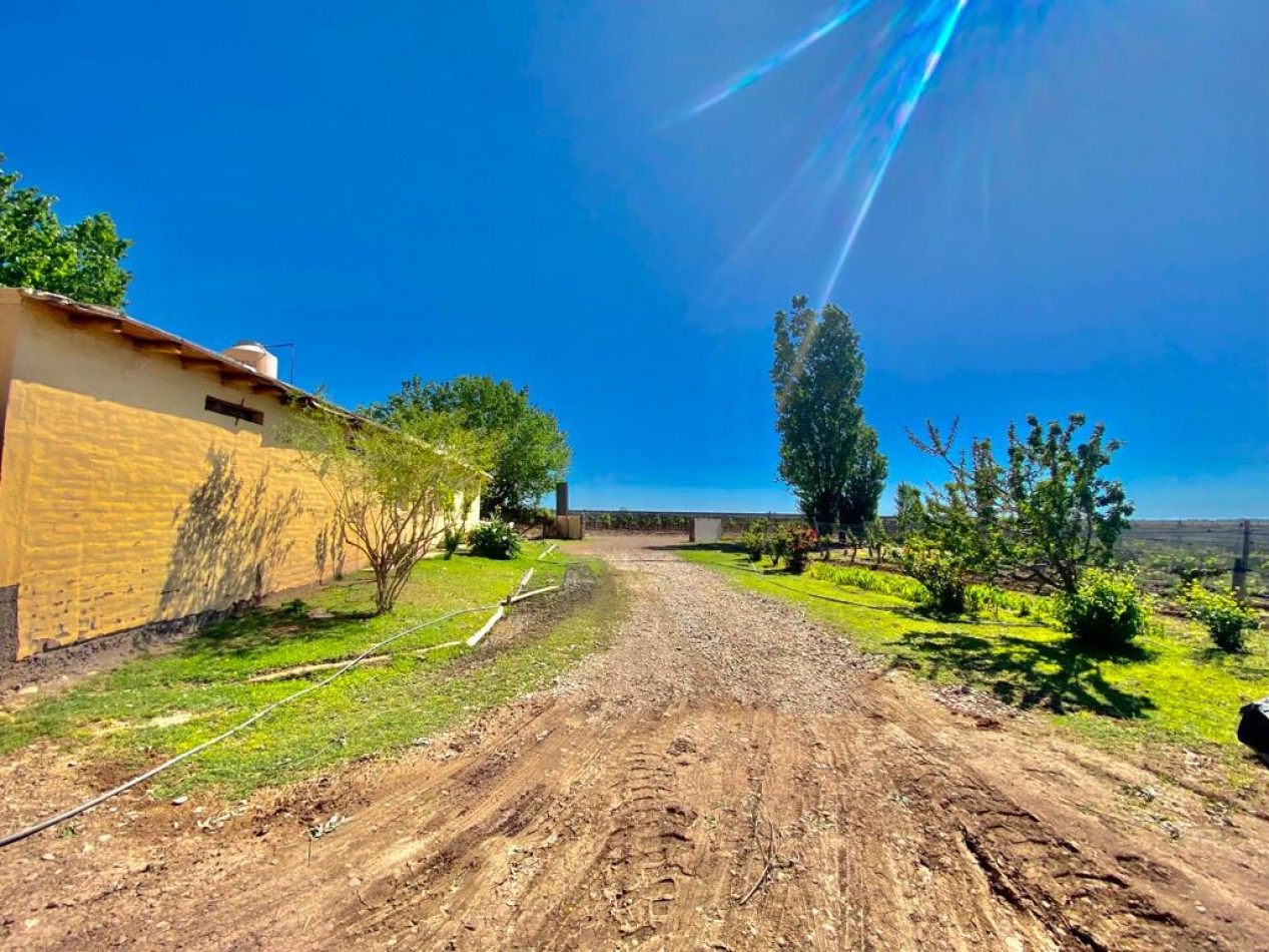 GREENWOOD VENDE INIGUALABLE VINEDO EN LUJAN DE CUYO - BARRANCAS, CON UNA VISTA UNICA A LA CORDILLERA Y UNA PRODUCCION DE PRIMERA CALIDAD