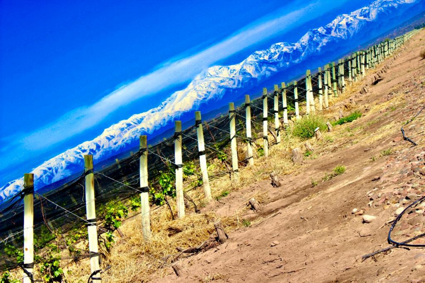 GREENWOOD VENDE INIGUALABLE VINEDO EN LUJAN DE CUYO - BARRANCAS, CON UNA VISTA UNICA A LA CORDILLERA Y UNA PRODUCCION DE PRIMERA CALIDAD