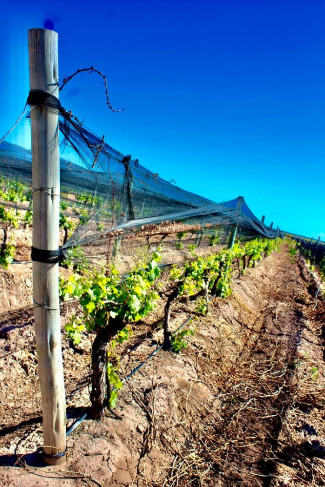 GREENWOOD VENDE INIGUALABLE VINEDO EN LUJAN DE CUYO - BARRANCAS, CON UNA VISTA UNICA A LA CORDILLERA Y UNA PRODUCCION DE PRIMERA CALIDAD