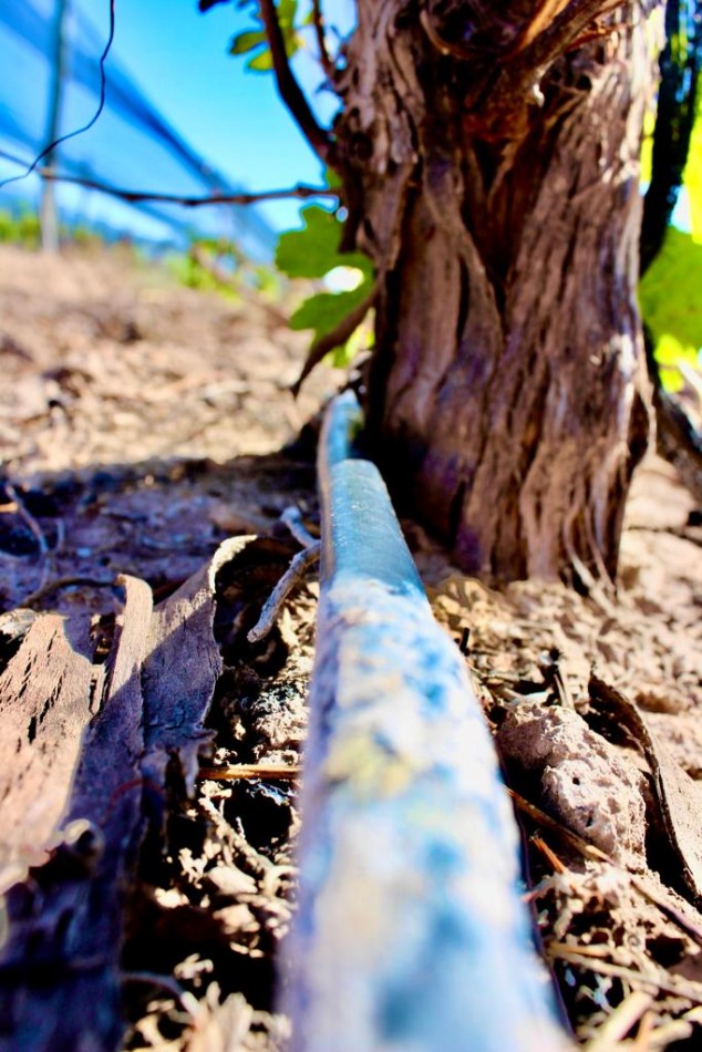 GREENWOOD VENDE INIGUALABLE VINEDO EN LUJAN DE CUYO - BARRANCAS, CON UNA VISTA UNICA A LA CORDILLERA Y UNA PRODUCCION DE PRIMERA CALIDAD