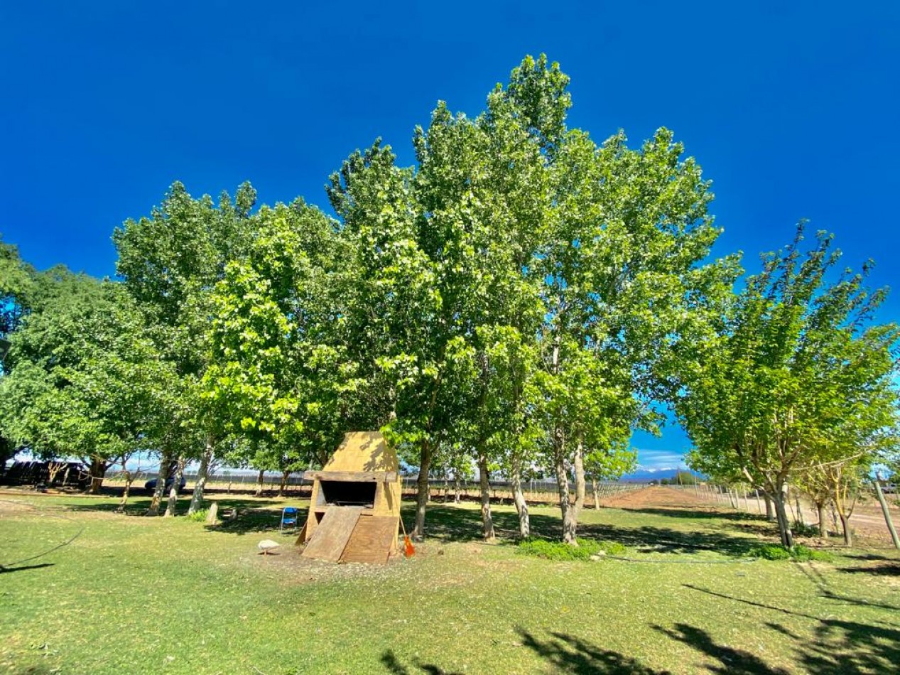 GREENWOOD VENDE INIGUALABLE VINEDO EN LUJAN DE CUYO - BARRANCAS, CON UNA VISTA UNICA A LA CORDILLERA Y UNA PRODUCCION DE PRIMERA CALIDAD