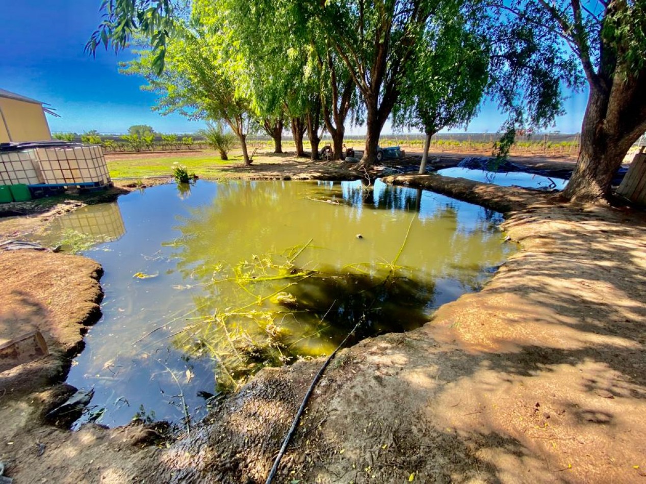 GREENWOOD VENDE INIGUALABLE VINEDO EN LUJAN DE CUYO - BARRANCAS, CON UNA VISTA UNICA A LA CORDILLERA Y UNA PRODUCCION DE PRIMERA CALIDAD