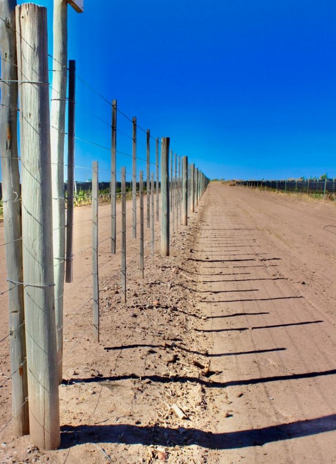 GREENWOOD VENDE INIGUALABLE VINEDO EN LUJAN DE CUYO - BARRANCAS, CON UNA VISTA UNICA A LA CORDILLERA Y UNA PRODUCCION DE PRIMERA CALIDAD