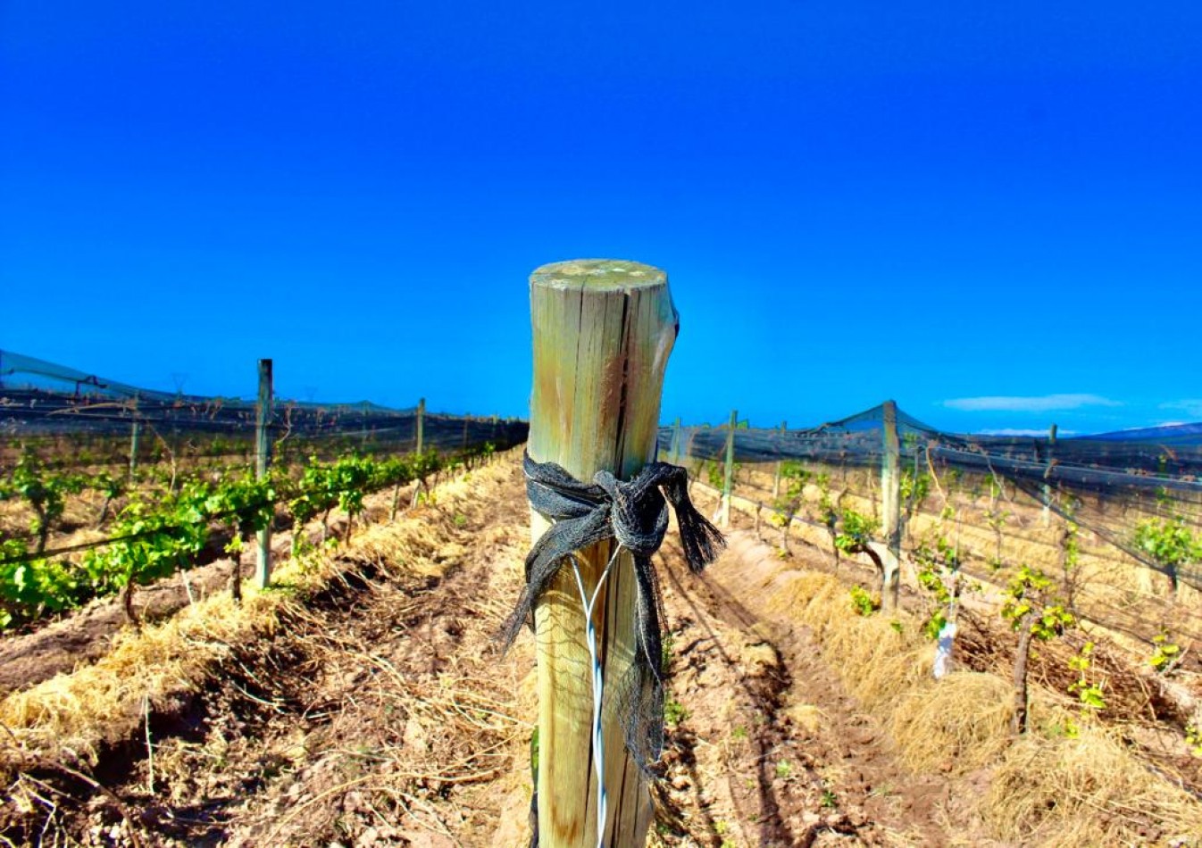GREENWOOD VENDE INIGUALABLE VINEDO EN LUJAN DE CUYO - BARRANCAS, CON UNA VISTA UNICA A LA CORDILLERA Y UNA PRODUCCION DE PRIMERA CALIDAD