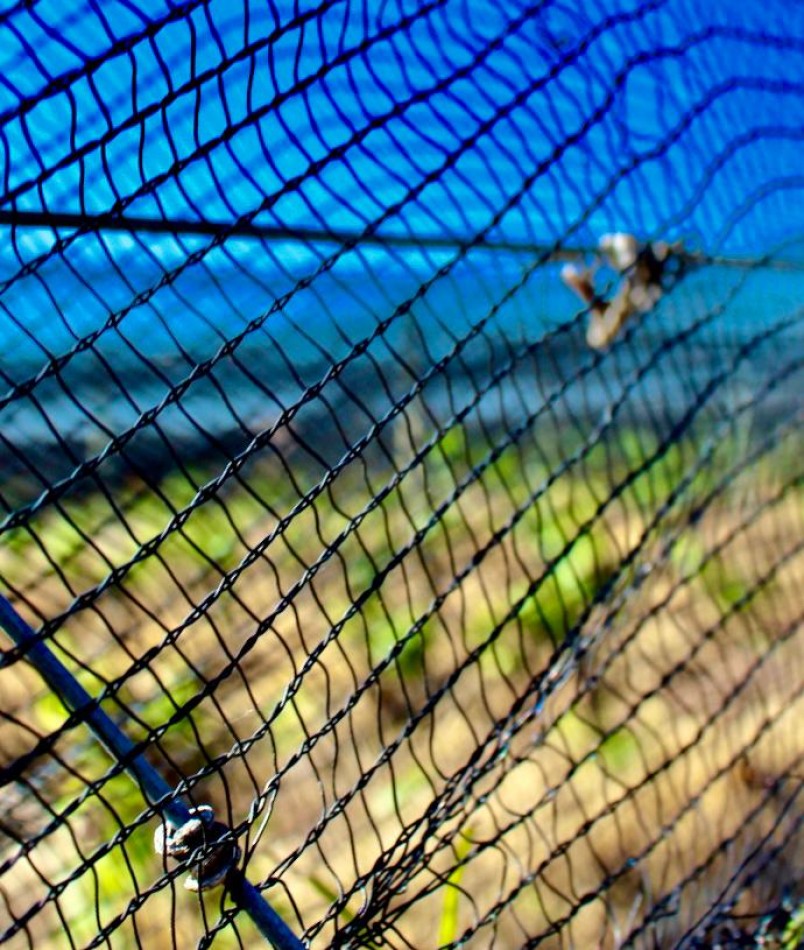 GREENWOOD VENDE INIGUALABLE VINEDO EN LUJAN DE CUYO - BARRANCAS, CON UNA VISTA UNICA A LA CORDILLERA Y UNA PRODUCCION DE PRIMERA CALIDAD