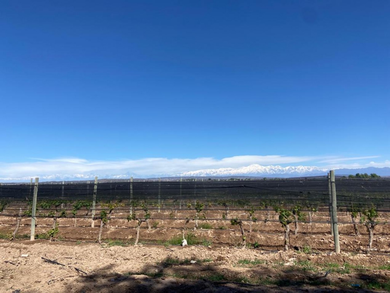 GREENWOOD VENDE INIGUALABLE VINEDO EN LUJAN DE CUYO - BARRANCAS, CON UNA VISTA UNICA A LA CORDILLERA Y UNA PRODUCCION DE PRIMERA CALIDAD