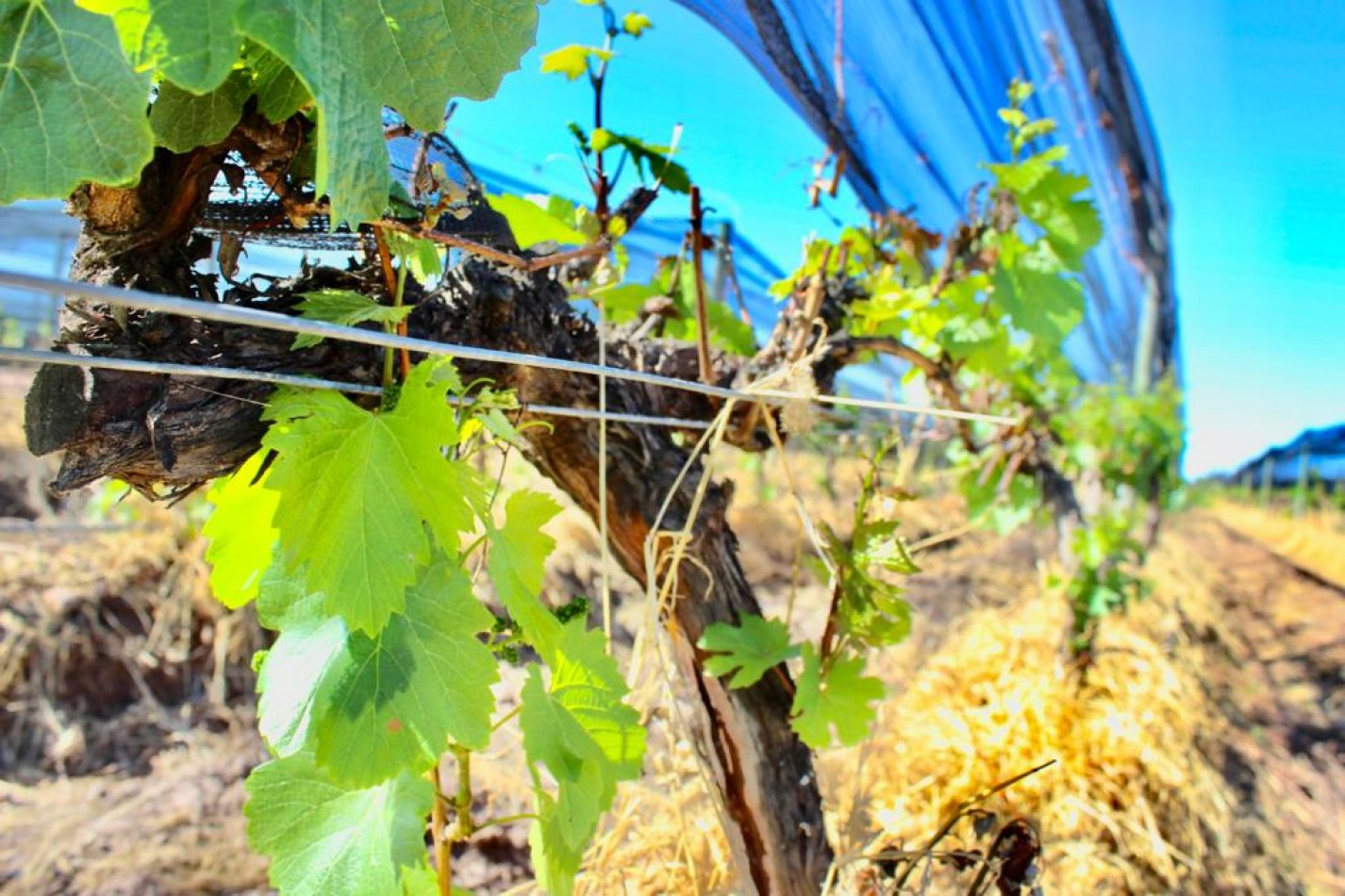 GREENWOOD VENDE INIGUALABLE VINEDO EN LUJAN DE CUYO - BARRANCAS, CON UNA VISTA UNICA A LA CORDILLERA Y UNA PRODUCCION DE PRIMERA CALIDAD
