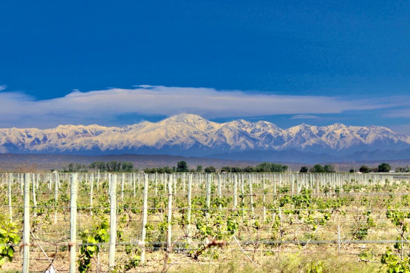 GREENWOOD VENDE INIGUALABLE VINEDO EN LUJAN DE CUYO - BARRANCAS, CON UNA VISTA UNICA A LA CORDILLERA Y UNA PRODUCCION DE PRIMERA CALIDAD