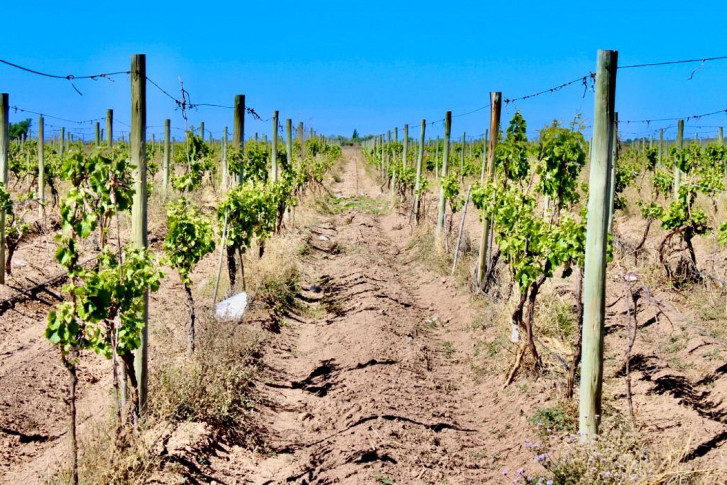 GREENWOOD VENDE INIGUALABLE VINEDO EN LUJAN DE CUYO - BARRANCAS, CON UNA VISTA UNICA A LA CORDILLERA Y UNA PRODUCCION DE PRIMERA CALIDAD