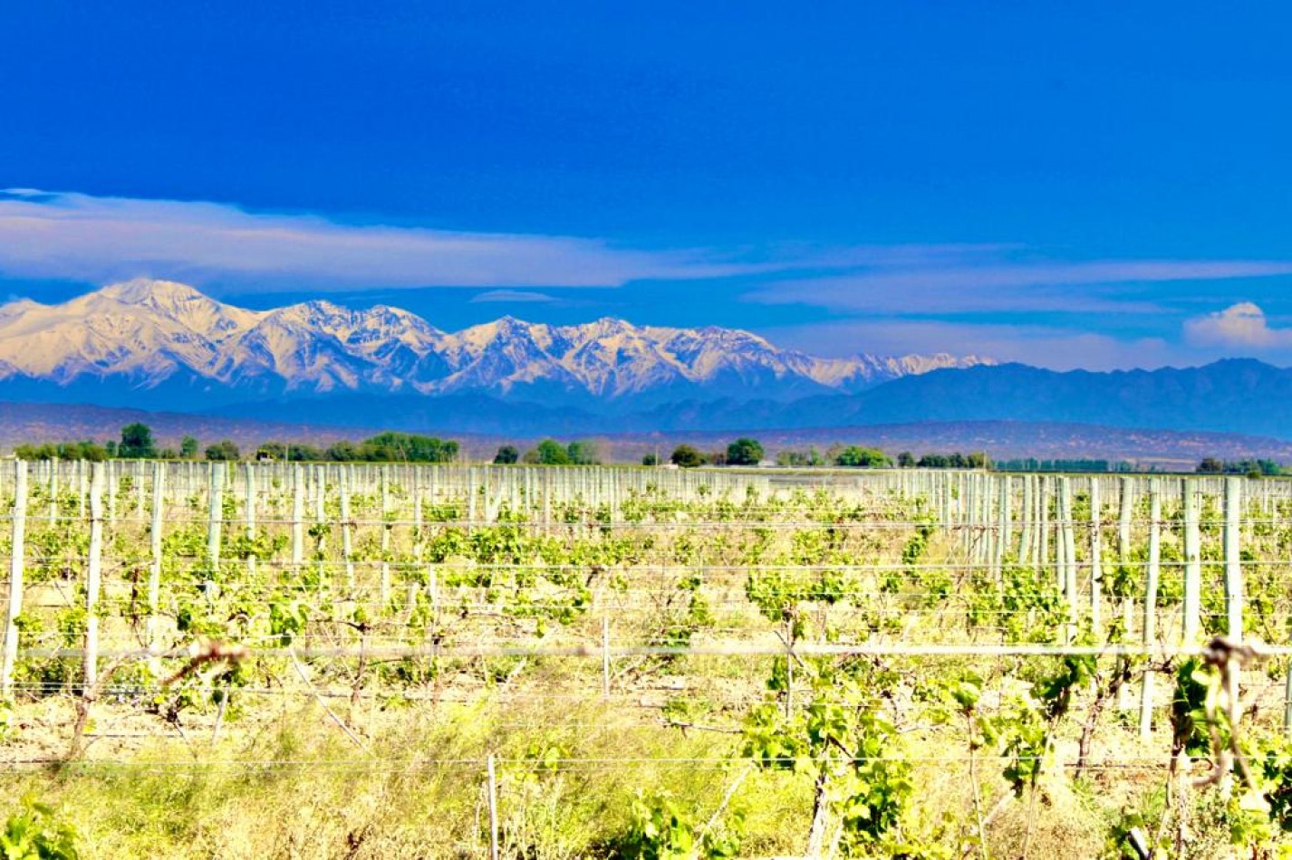 GREENWOOD VENDE INIGUALABLE VINEDO EN LUJAN DE CUYO - BARRANCAS, CON UNA VISTA UNICA A LA CORDILLERA Y UNA PRODUCCION DE PRIMERA CALIDAD
