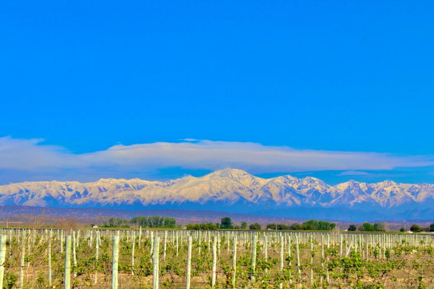 GREENWOOD VENDE INIGUALABLE VINEDO EN LUJAN DE CUYO - BARRANCAS, CON UNA VISTA UNICA A LA CORDILLERA Y UNA PRODUCCION DE PRIMERA CALIDAD
