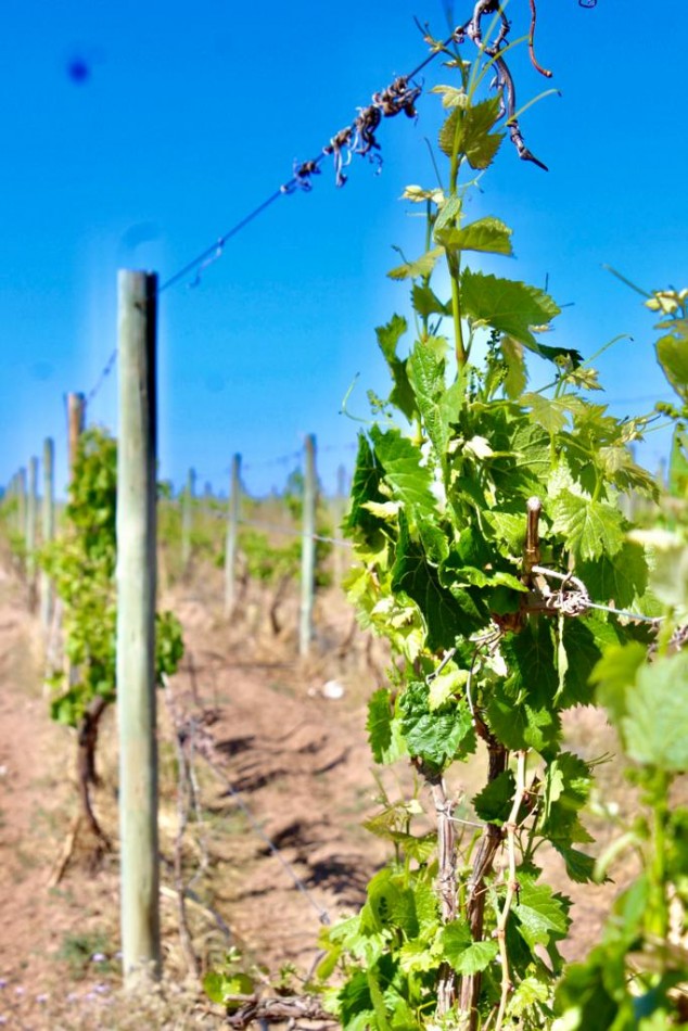 GREENWOOD VENDE INIGUALABLE VINEDO EN LUJAN DE CUYO - BARRANCAS, CON UNA VISTA UNICA A LA CORDILLERA Y UNA PRODUCCION DE PRIMERA CALIDAD