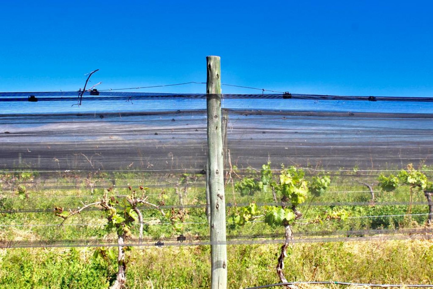 GREENWOOD VENDE INIGUALABLE VINEDO EN LUJAN DE CUYO - BARRANCAS, CON UNA VISTA UNICA A LA CORDILLERA Y UNA PRODUCCION DE PRIMERA CALIDAD