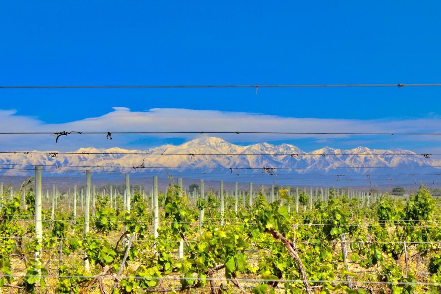 GREENWOOD VENDE INIGUALABLE VINEDO EN LUJAN DE CUYO - BARRANCAS, CON UNA VISTA UNICA A LA CORDILLERA Y UNA PRODUCCION DE PRIMERA CALIDAD