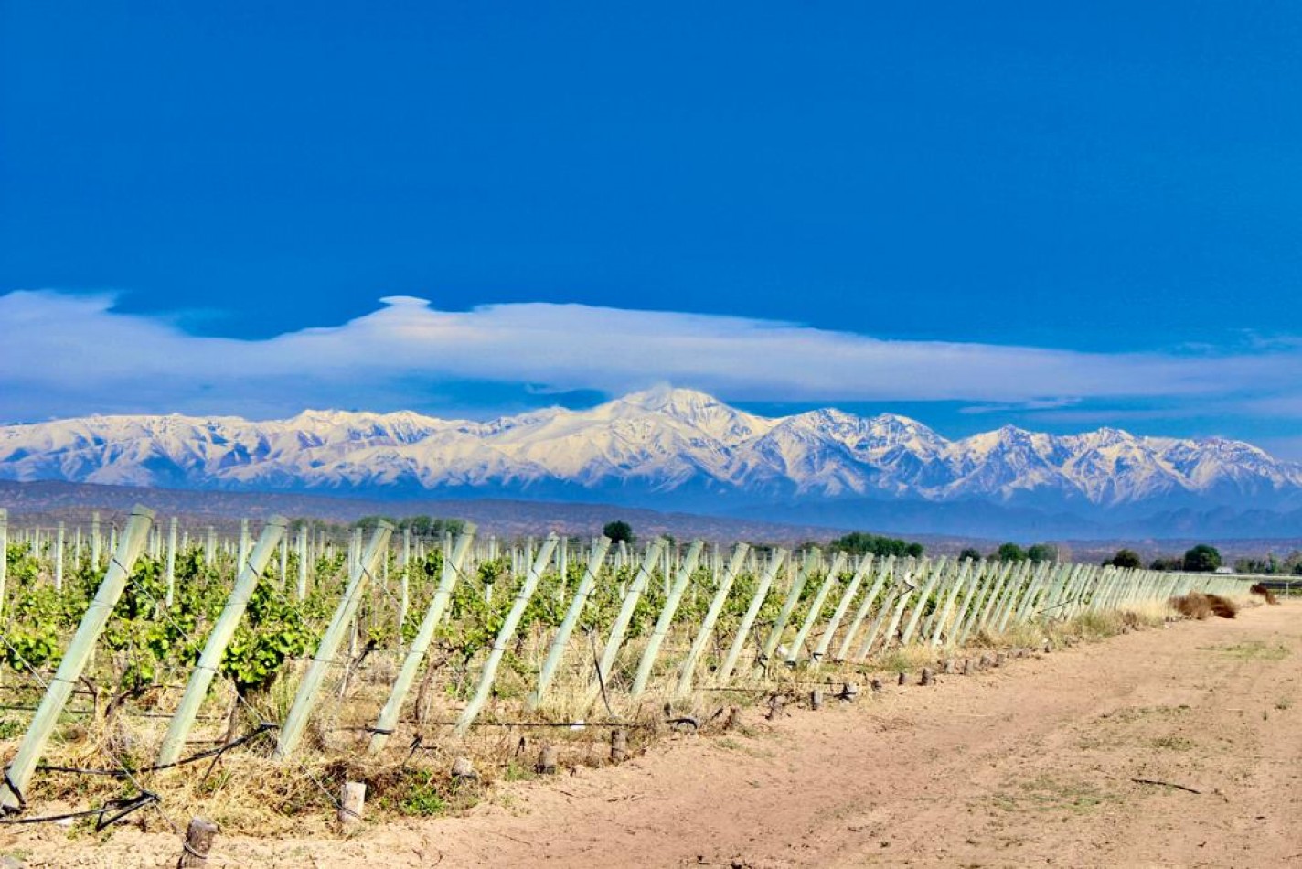 GREENWOOD VENDE INIGUALABLE VINEDO EN LUJAN DE CUYO - BARRANCAS, CON UNA VISTA UNICA A LA CORDILLERA Y UNA PRODUCCION DE PRIMERA CALIDAD