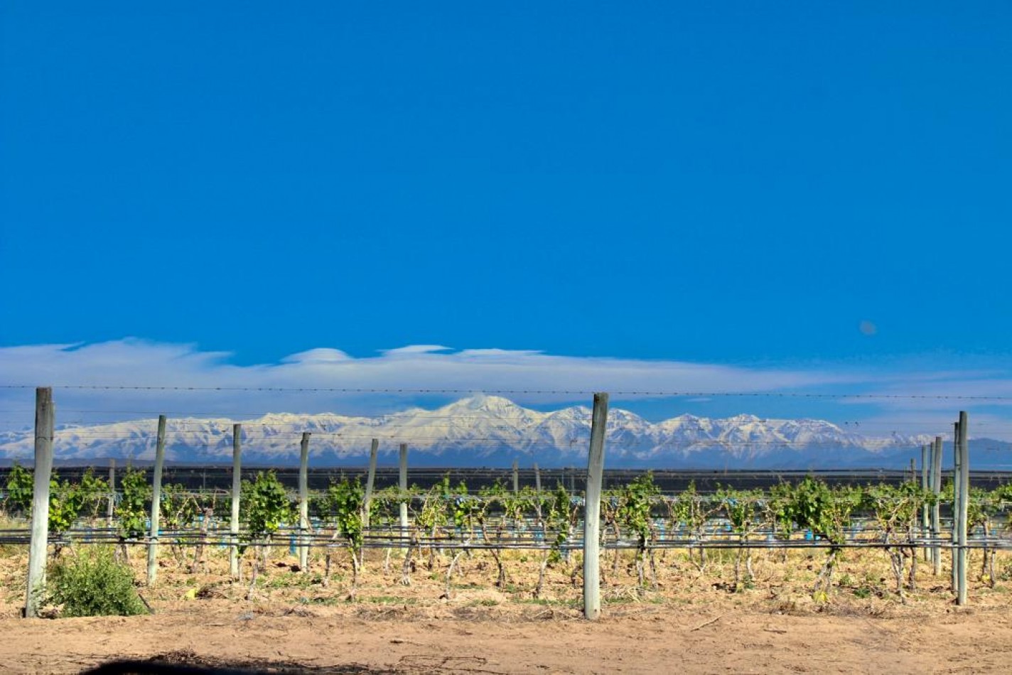 GREENWOOD VENDE INIGUALABLE VINEDO EN LUJAN DE CUYO - BARRANCAS, CON UNA VISTA UNICA A LA CORDILLERA Y UNA PRODUCCION DE PRIMERA CALIDAD