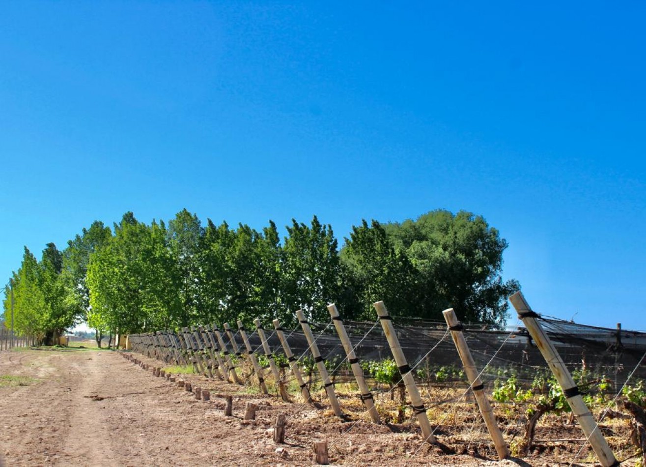 GREENWOOD VENDE INIGUALABLE VINEDO EN LUJAN DE CUYO - BARRANCAS, CON UNA VISTA UNICA A LA CORDILLERA Y UNA PRODUCCION DE PRIMERA CALIDAD
