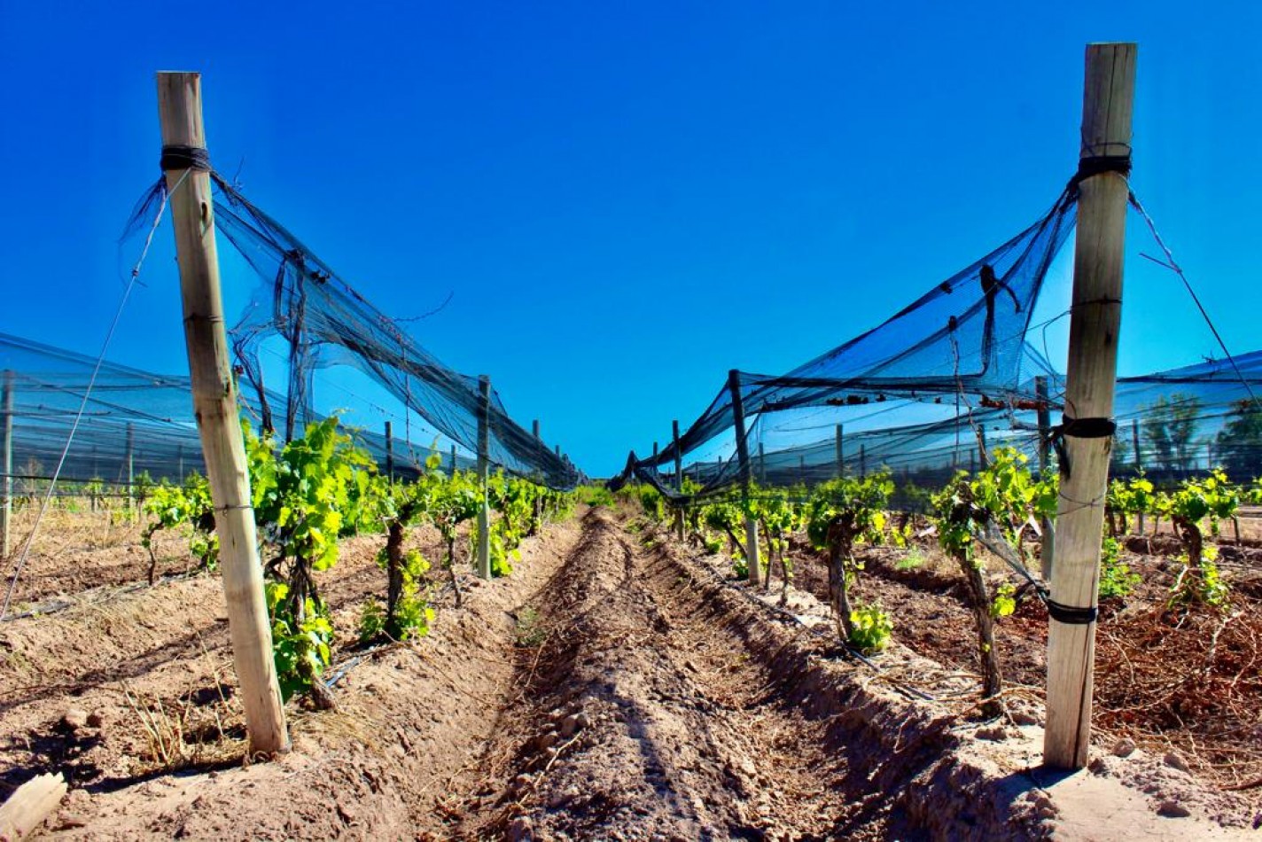 GREENWOOD VENDE INIGUALABLE VINEDO EN LUJAN DE CUYO - BARRANCAS, CON UNA VISTA UNICA A LA CORDILLERA Y UNA PRODUCCION DE PRIMERA CALIDAD