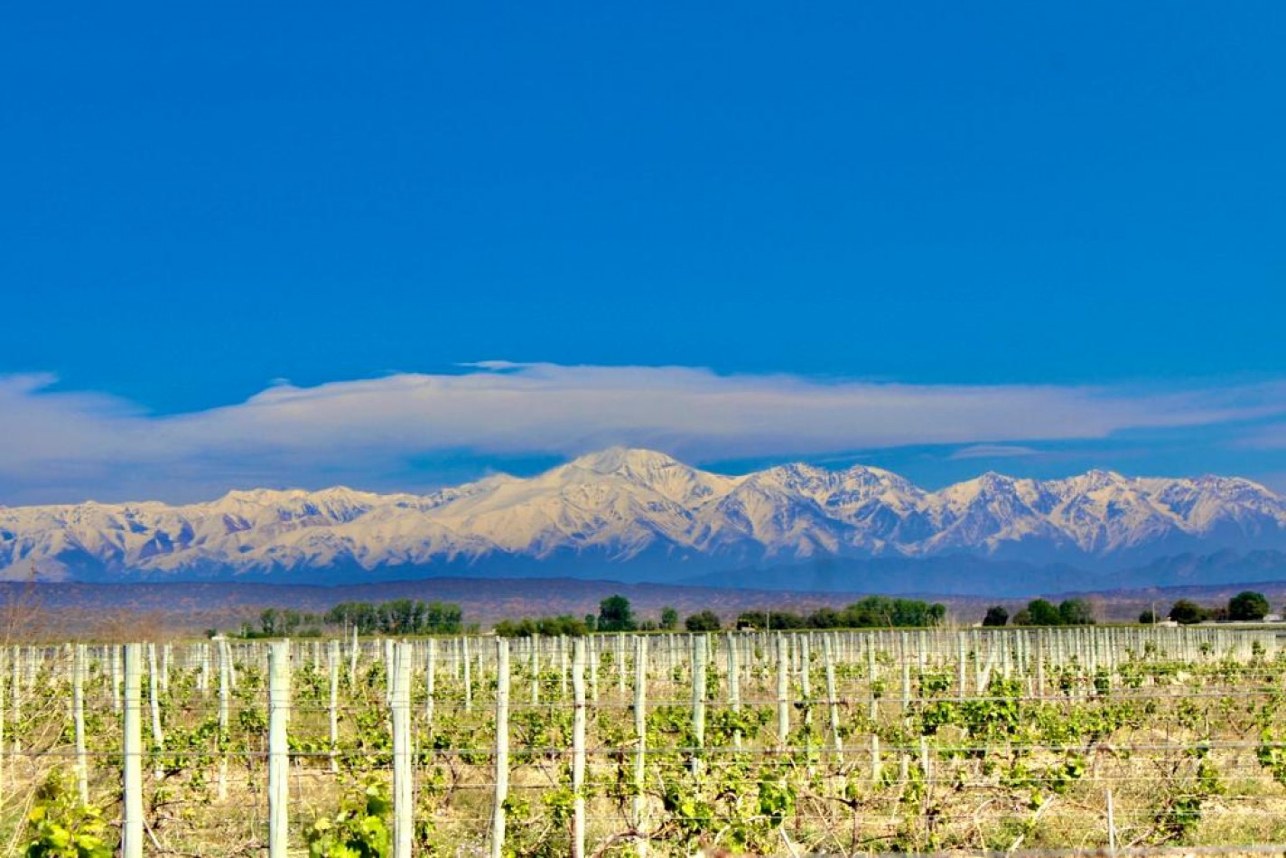 GREENWOOD VENDE INIGUALABLE VINEDO EN LUJAN DE CUYO - BARRANCAS, CON UNA VISTA UNICA A LA CORDILLERA Y UNA PRODUCCION DE PRIMERA CALIDAD