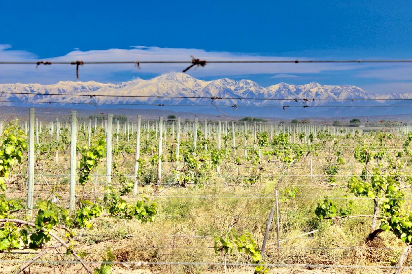 GREENWOOD VENDE INIGUALABLE VINEDO EN LUJAN DE CUYO - BARRANCAS, CON UNA VISTA UNICA A LA CORDILLERA Y UNA PRODUCCION DE PRIMERA CALIDAD
