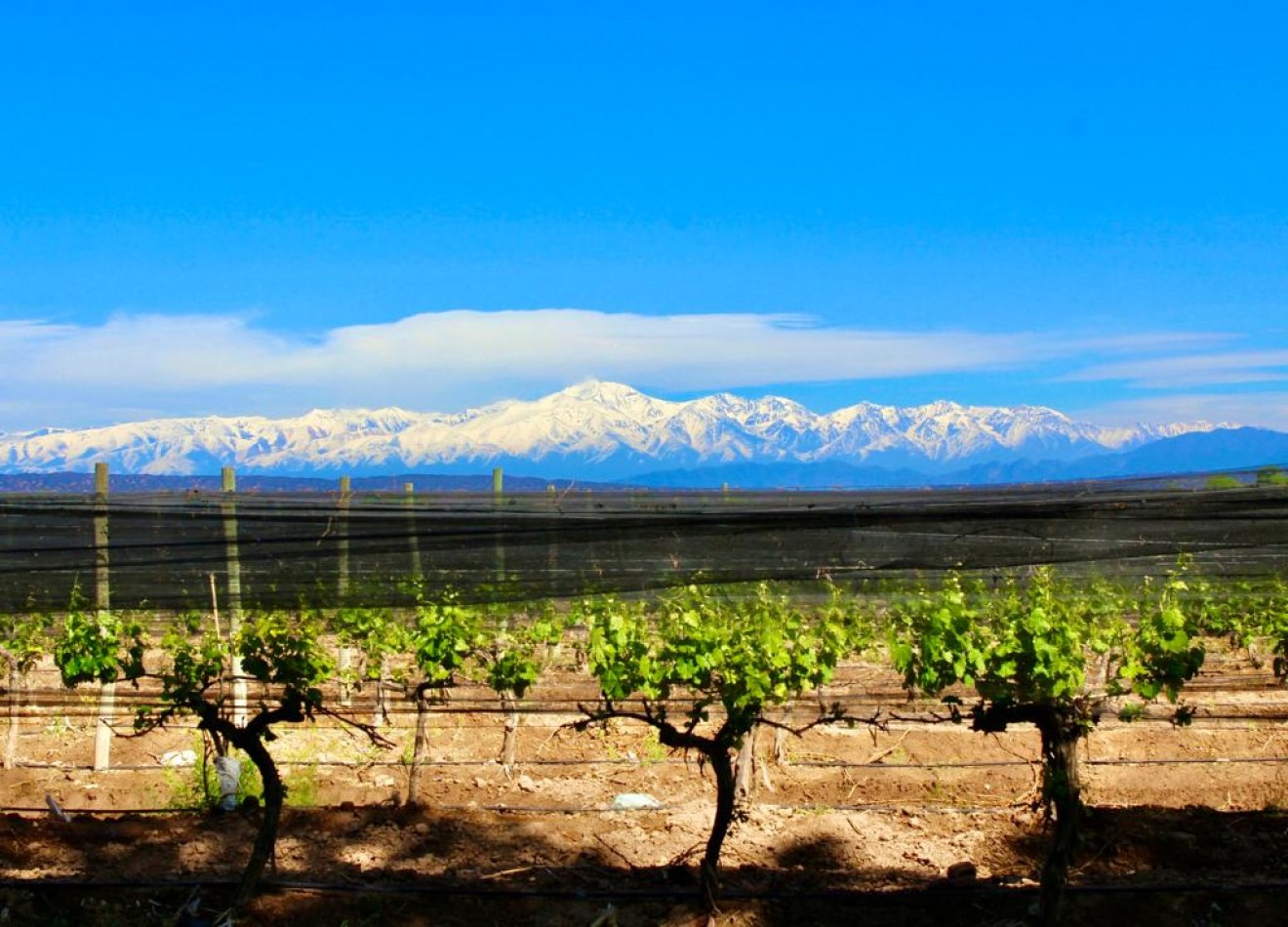 GREENWOOD VENDE INIGUALABLE VINEDO EN LUJAN DE CUYO - BARRANCAS, CON UNA VISTA UNICA A LA CORDILLERA Y UNA PRODUCCION DE PRIMERA CALIDAD