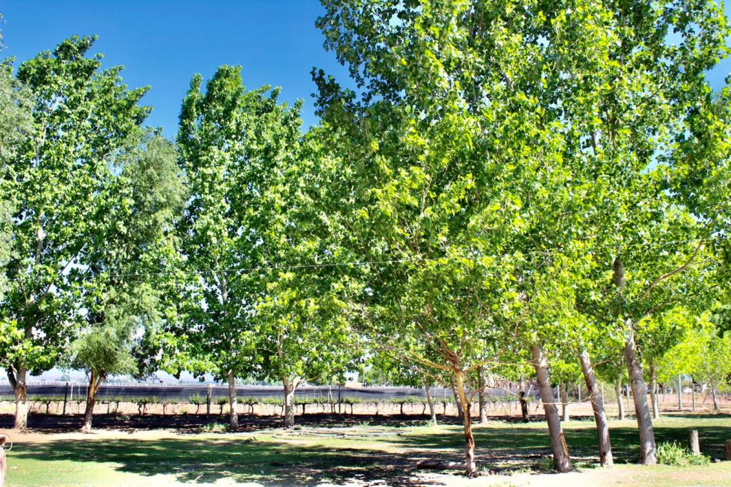 GREENWOOD VENDE INIGUALABLE VINEDO EN LUJAN DE CUYO - BARRANCAS, CON UNA VISTA UNICA A LA CORDILLERA Y UNA PRODUCCION DE PRIMERA CALIDAD