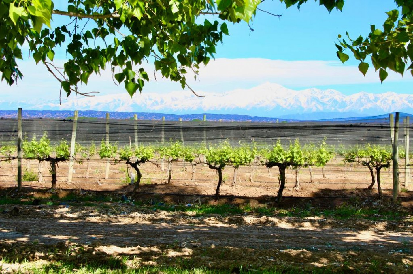 GREENWOOD VENDE INIGUALABLE VINEDO EN LUJAN DE CUYO - BARRANCAS, CON UNA VISTA UNICA A LA CORDILLERA Y UNA PRODUCCION DE PRIMERA CALIDAD