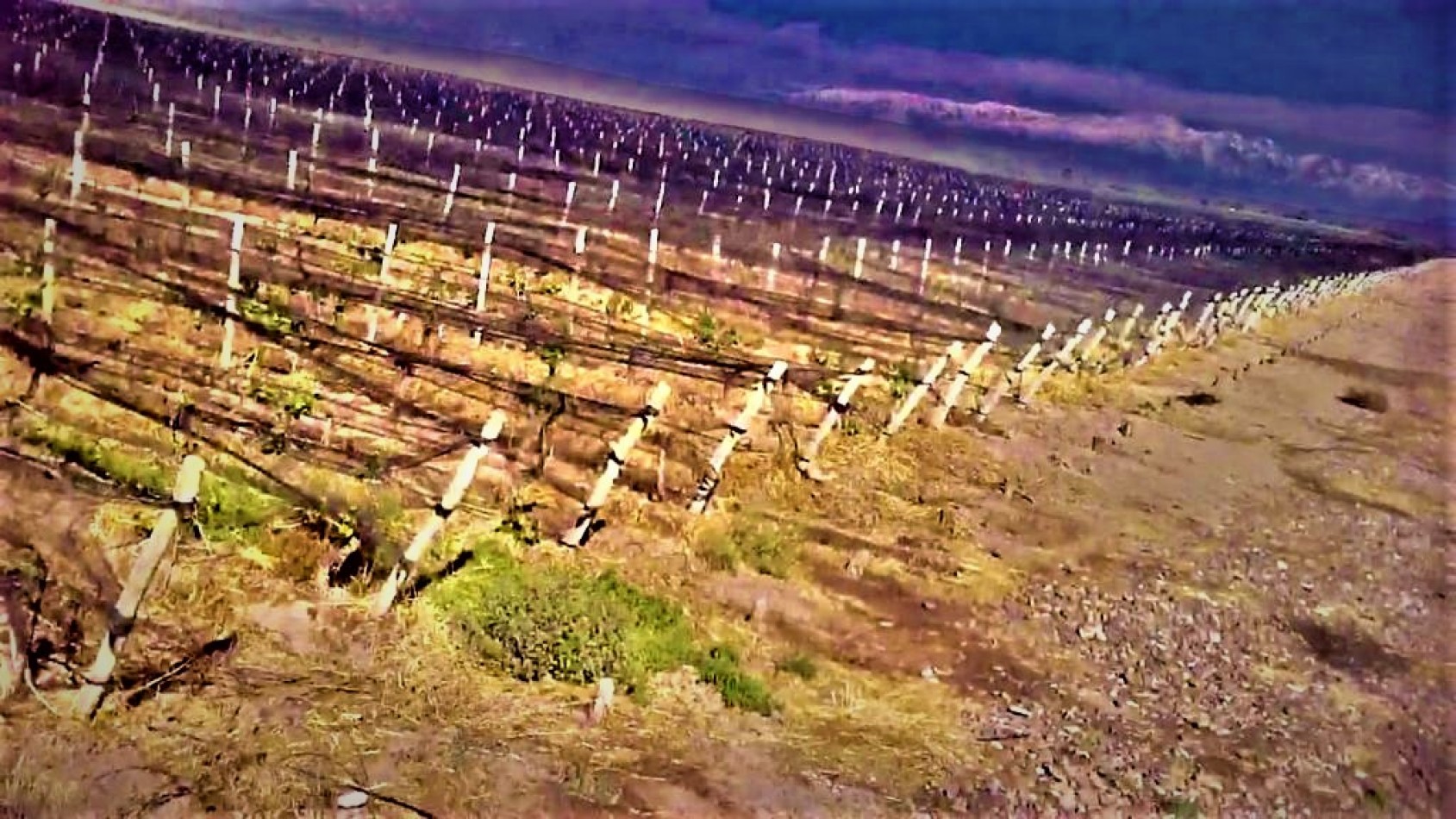 GREENWOOD VENDE INIGUALABLE VINEDO EN LUJAN DE CUYO - BARRANCAS, CON UNA VISTA UNICA A LA CORDILLERA Y UNA PRODUCCION DE PRIMERA CALIDAD